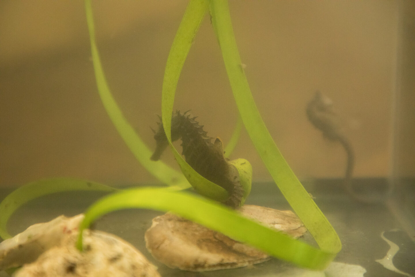 seahorse from wetlab look-in