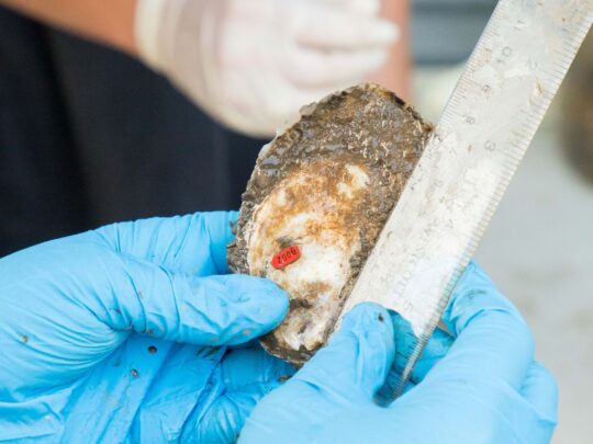 Park scientist wearing gloves holds up an oyster for analysis at Hudson River Park