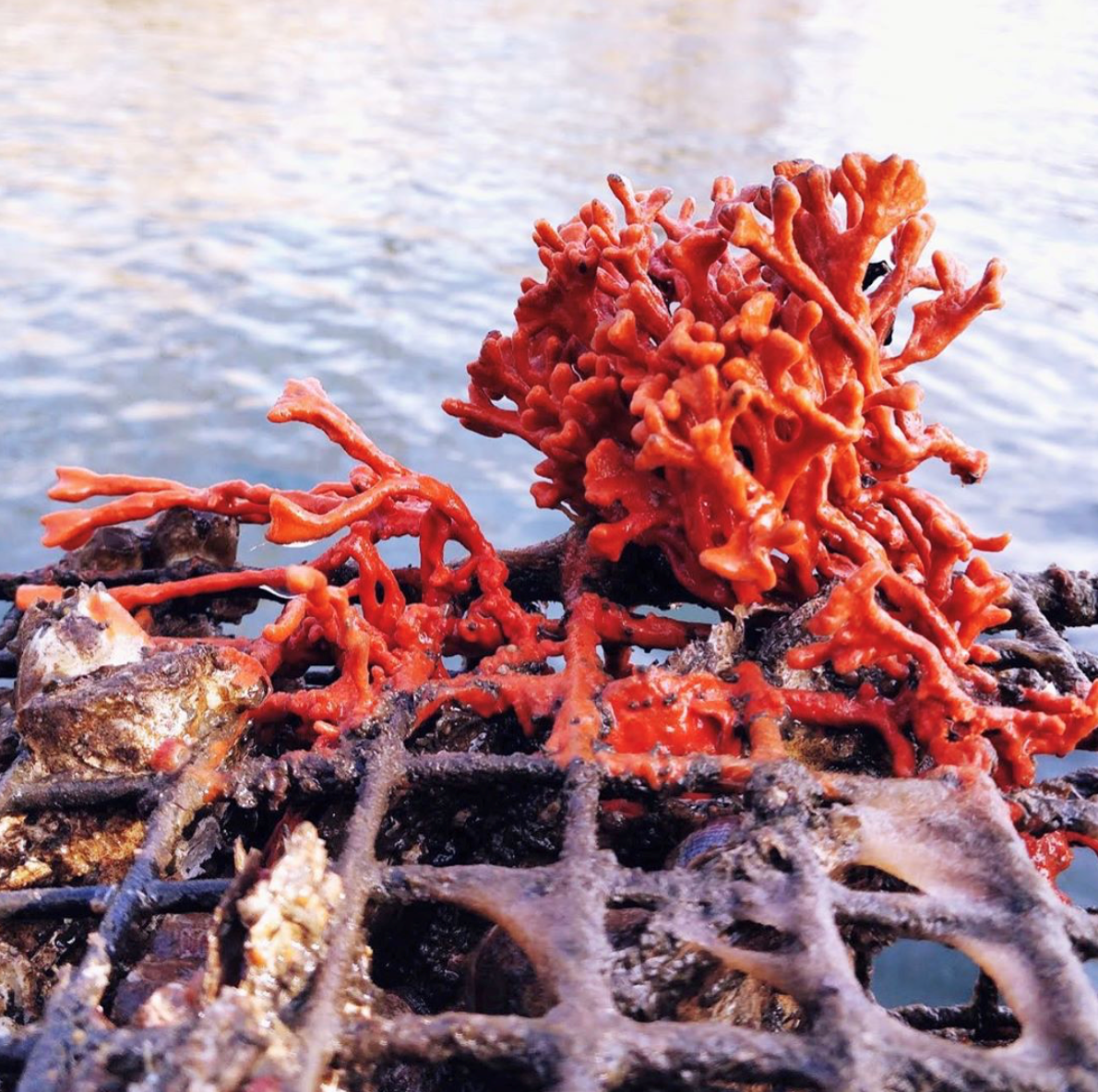 Billion-Oyster-Project-reef