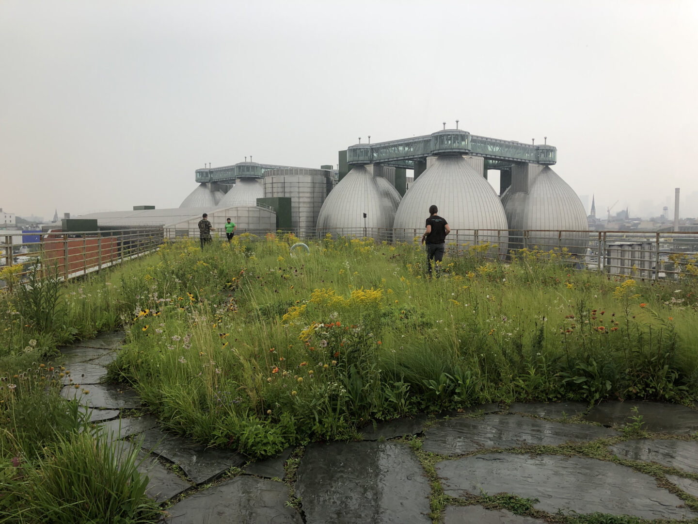 Newtown-Creek-Alliance-3_RoofGarden-scaled.jpg