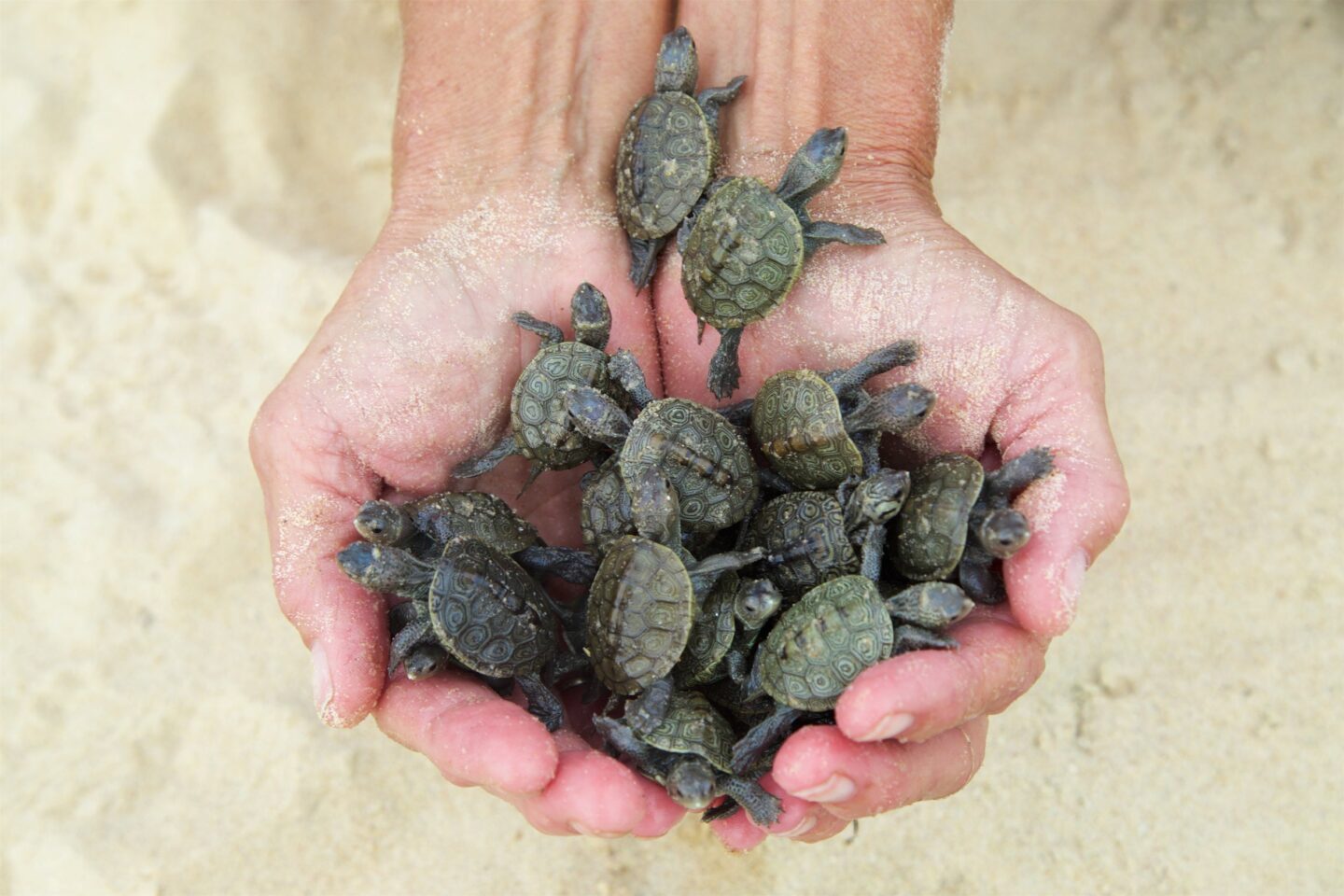 turtles