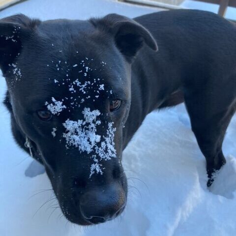 max dog in snow good dog gallery
