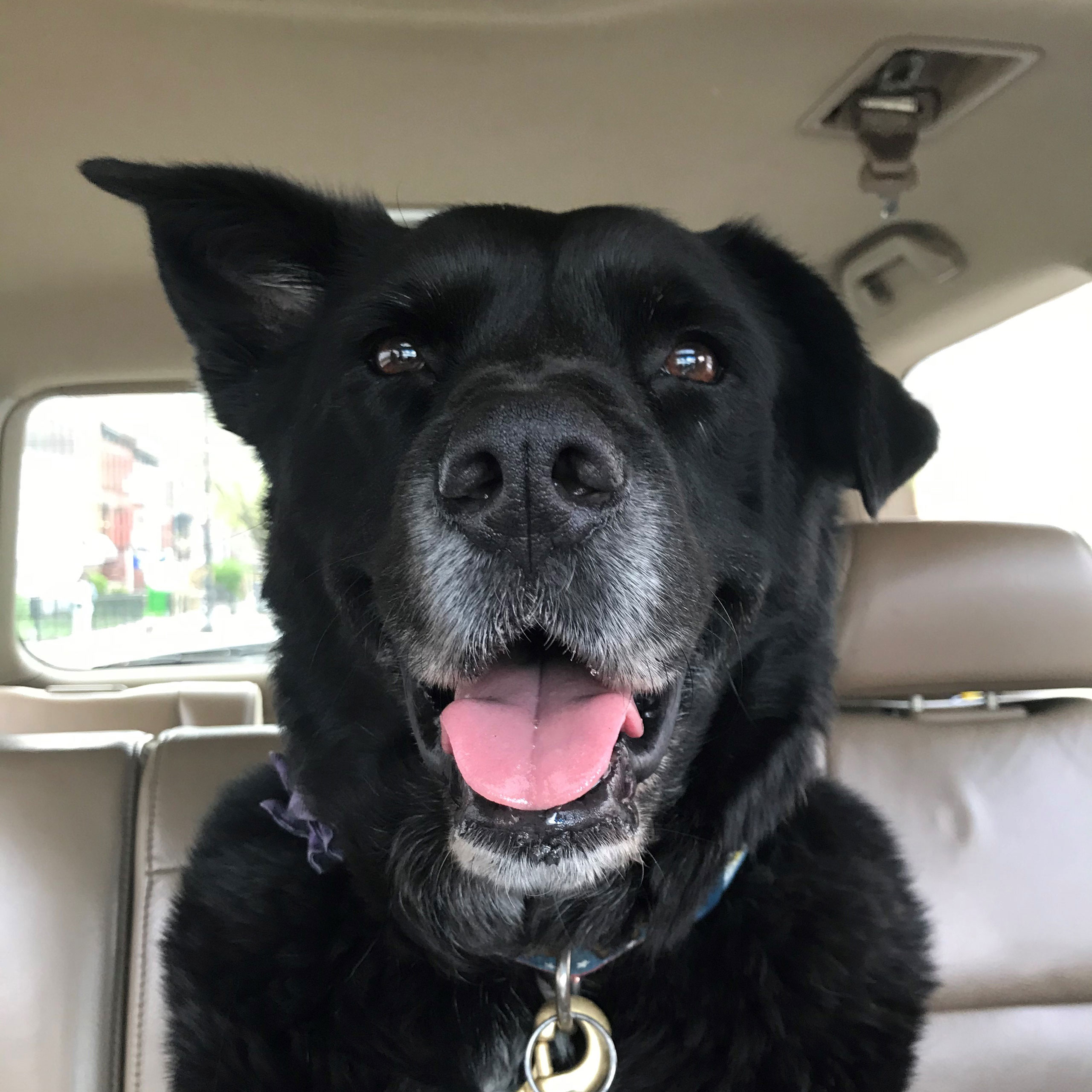 Boo dog in car