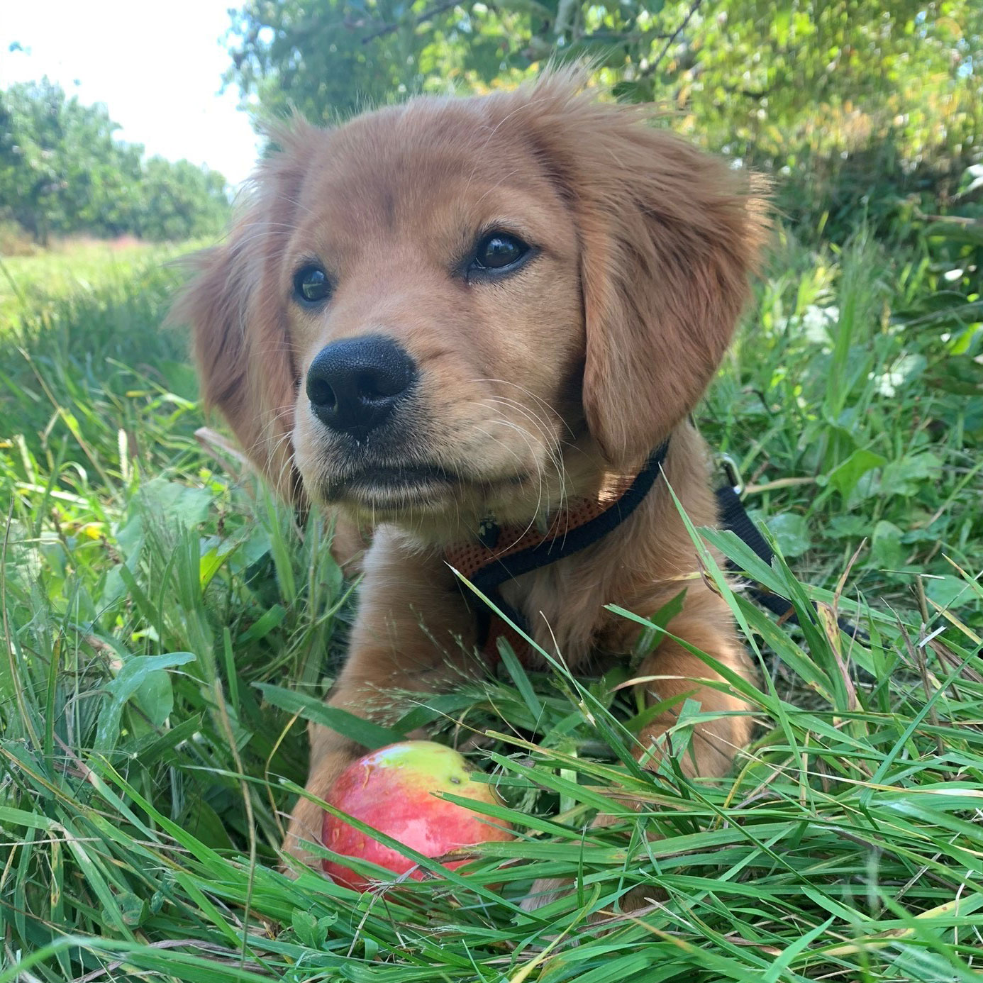 Luna puppy in grass good dog