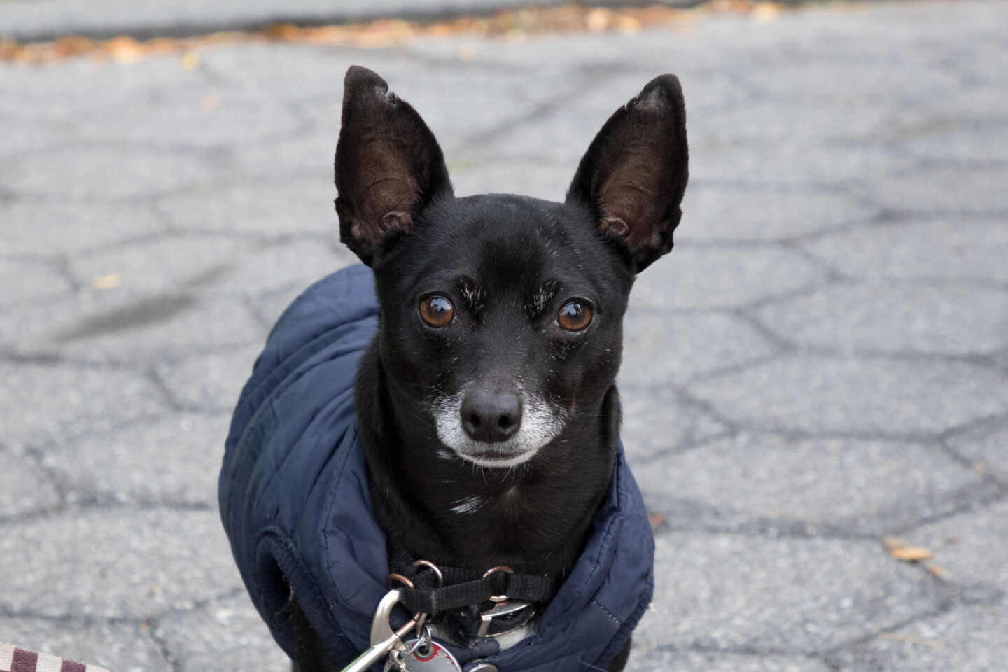 Black dog in a blue coat smiles for the camera at Hudson River Park Friends' Barktoberfest