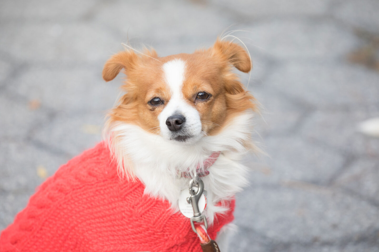 Small white and brown dog wearing a red sweater poses for the camera at Hudson River Park Friends' Barktoberfest