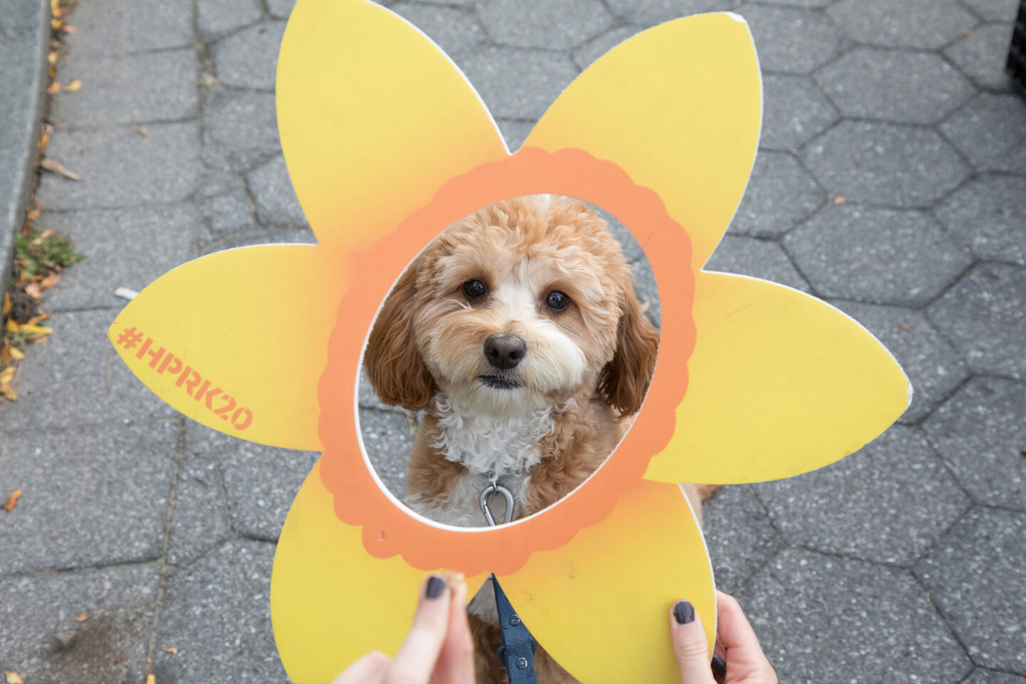 Happy puppy posing behind a yellow flower cut-out promoting HRPK's Four Legged Friends program at Barktoberfest