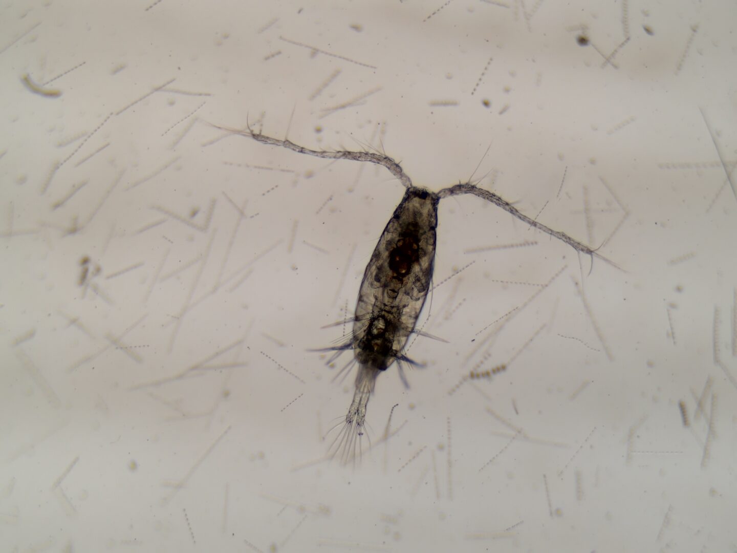 Copepod