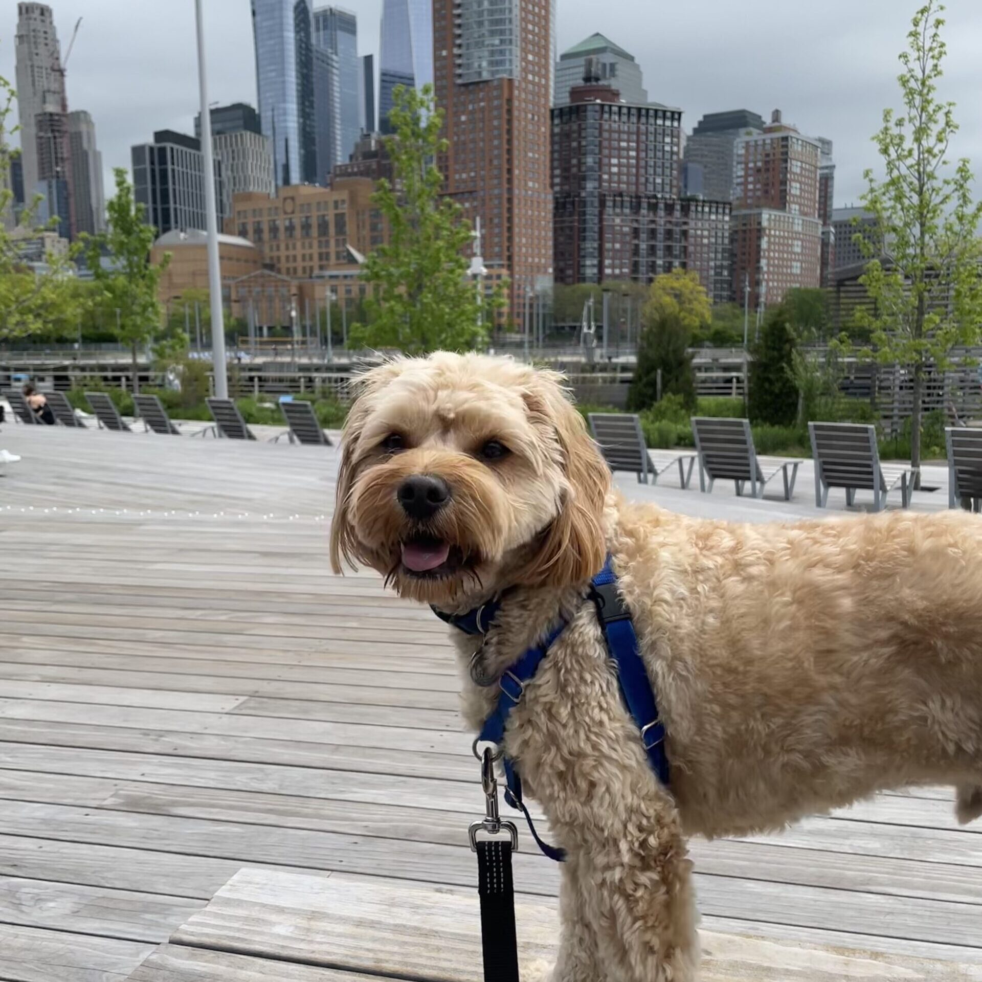 dog pier 26 louie