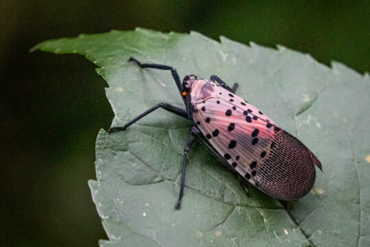 Help Protect Park Trees and Plants from Spotted Lanternflies