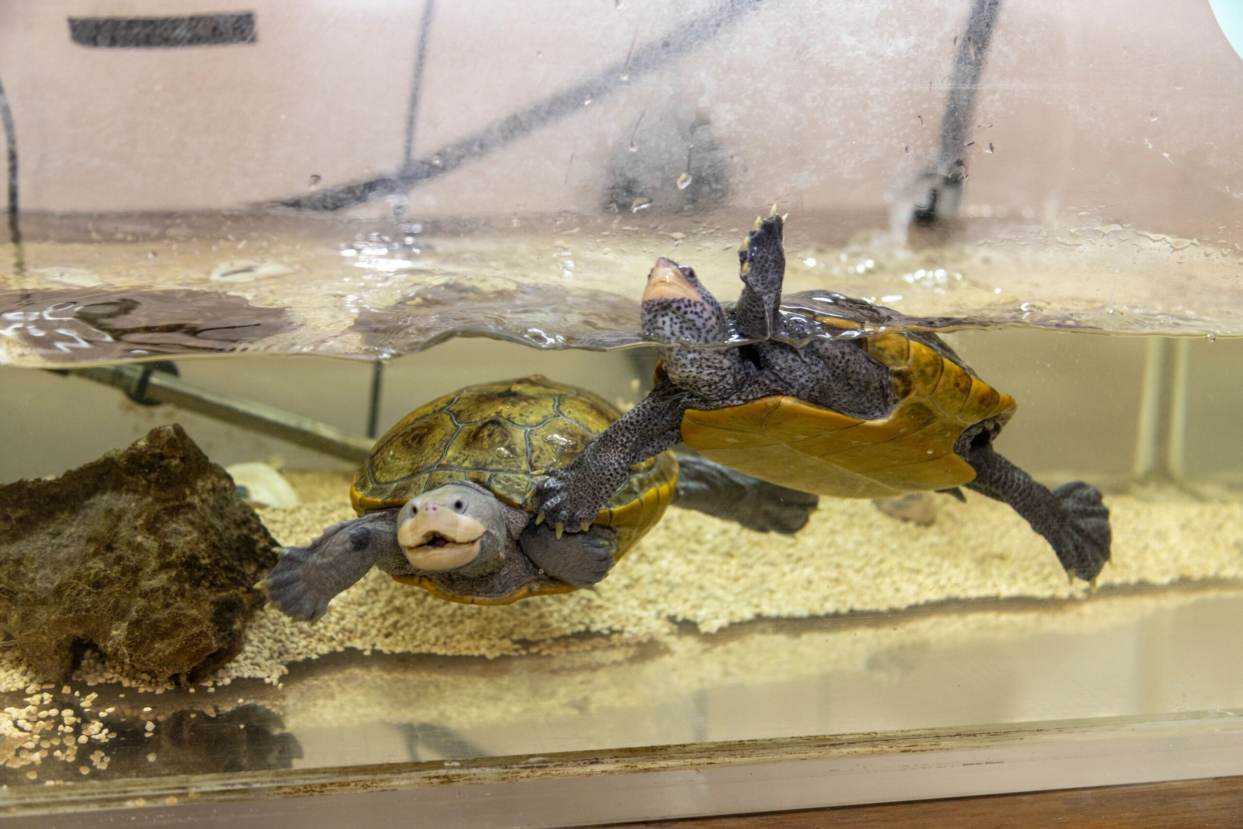 Two turtles swimming inside an aquarium tank at Hudson River Park's Pier 40 Wetlab
