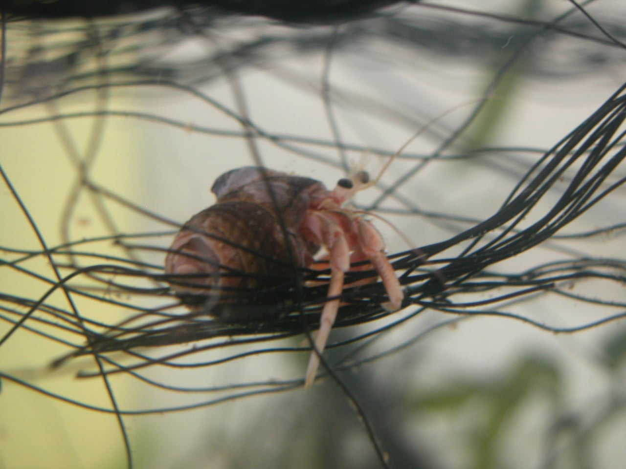 hermit crab peeking out of shell