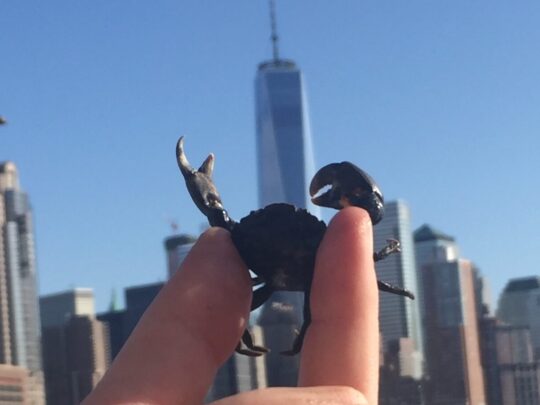 crab held by hand in front of Lower Manhattan skyline