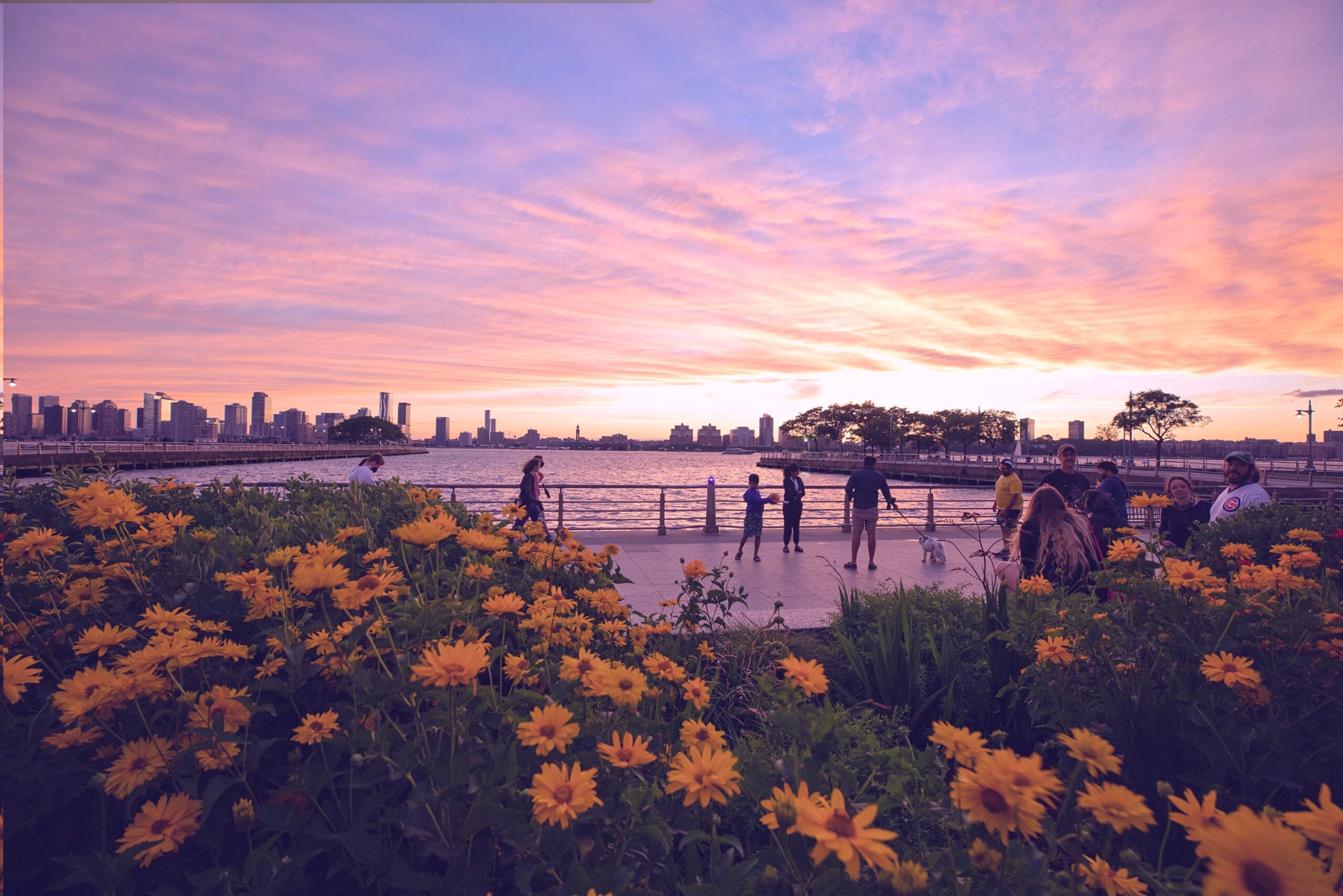 Sunflowers in a Hudson River Park garden at sunset.