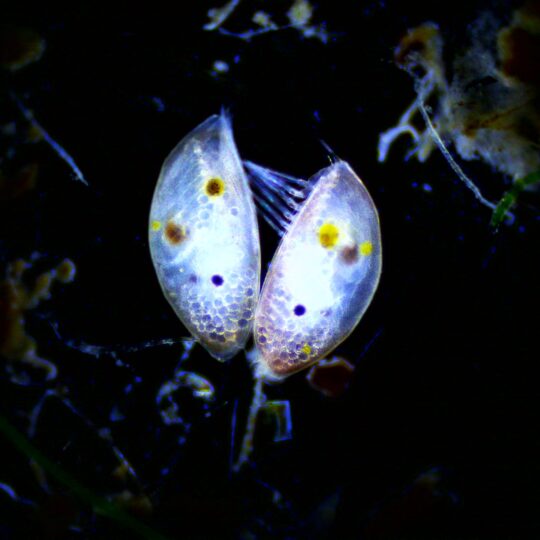 Get to Know Your Local Plankton