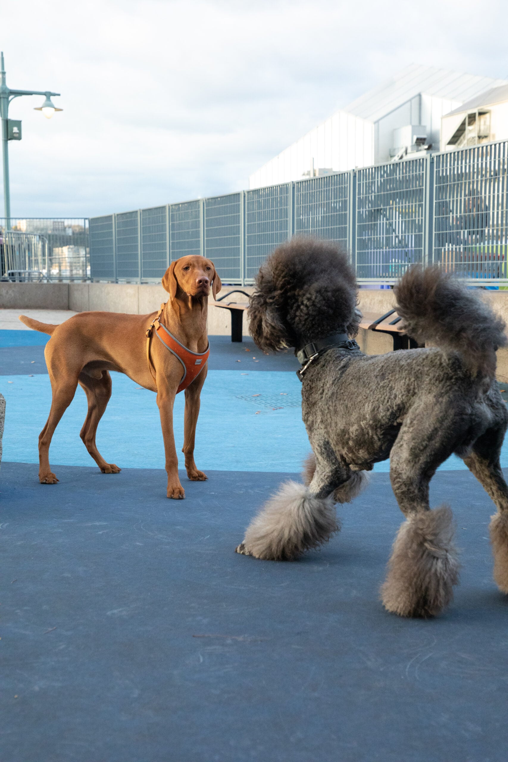 Two dogs at a dog park at HRPK