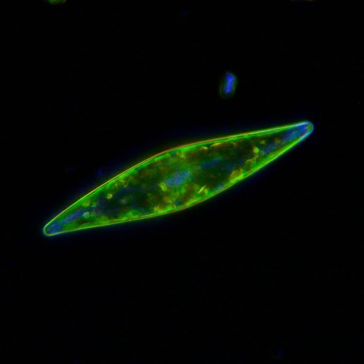 Microscope image of a microbiome native to the Hudson River