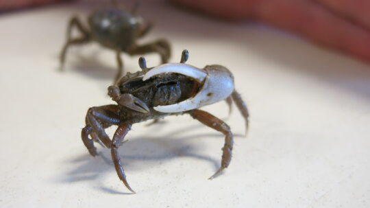 Claws Up, America! Crab Week is Back (With Even More Crabs)