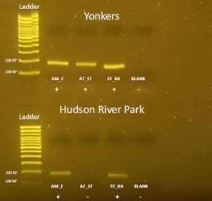 An environmental DNA gel showing the differences in results between samples taken from Yonkers and from Hudson River Park