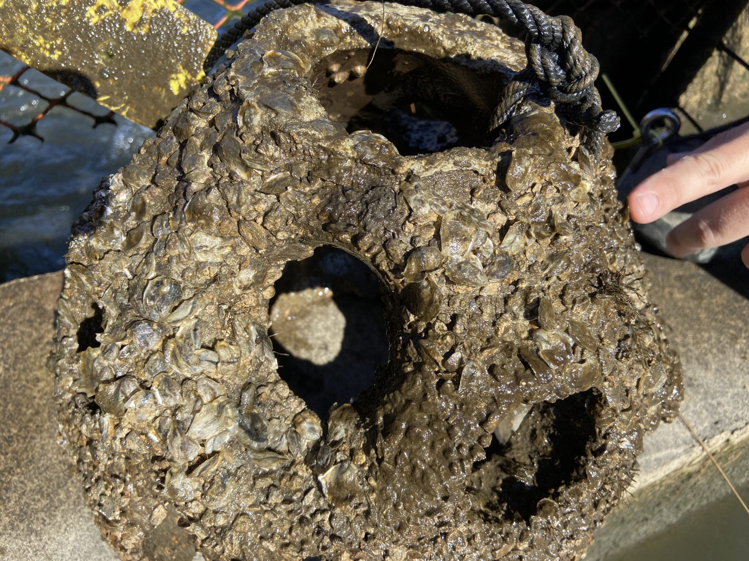 A close-up of a reef ball with oysters that have grown on it