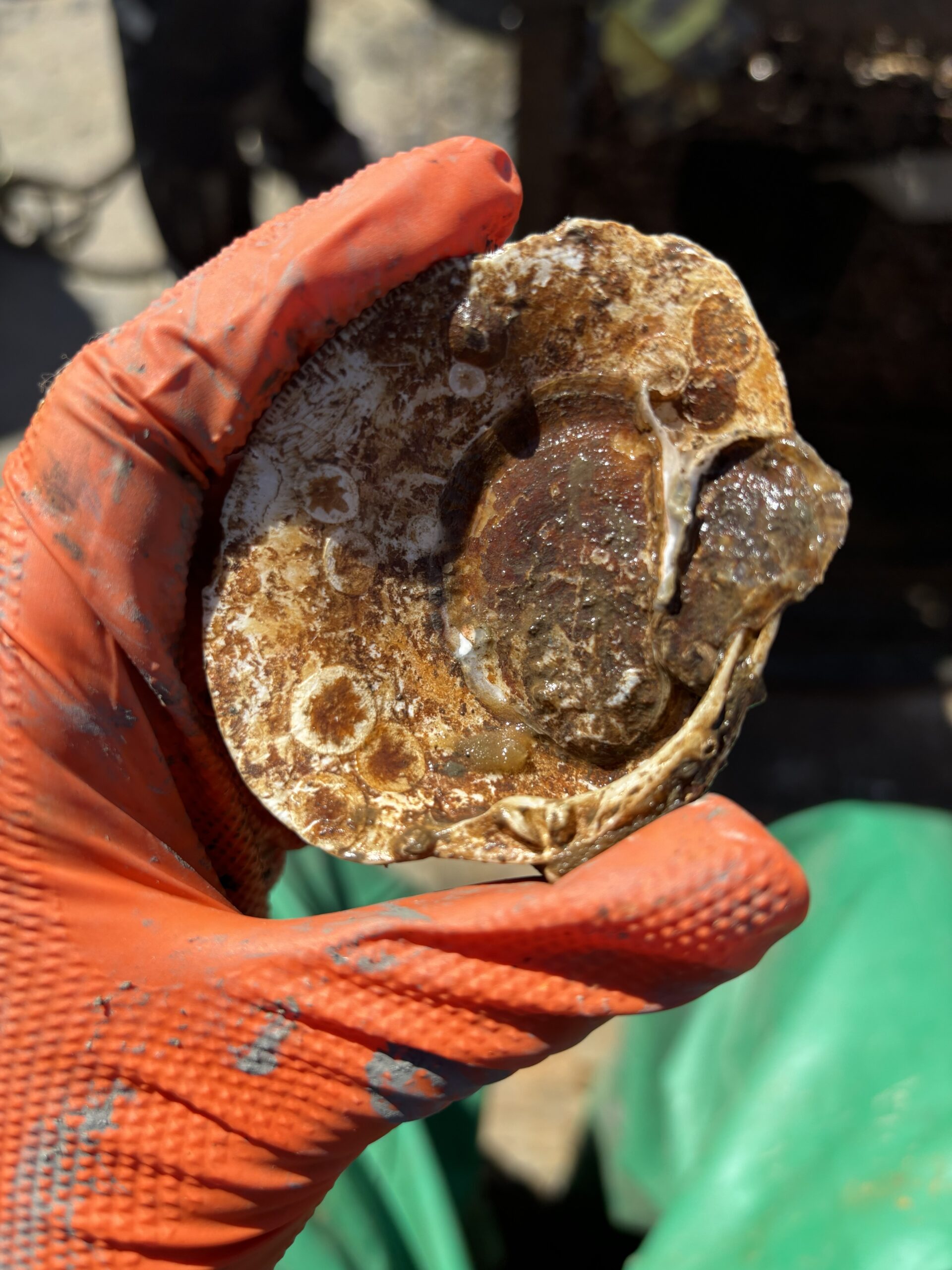 A close-up of an oyster shell held by an HRPK River Project staffer