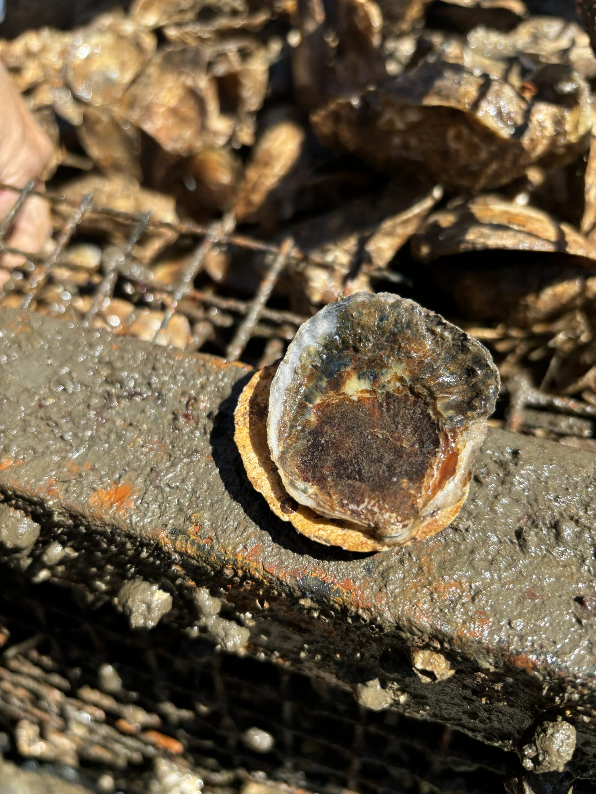 An oyster shell resting on top of a gabion