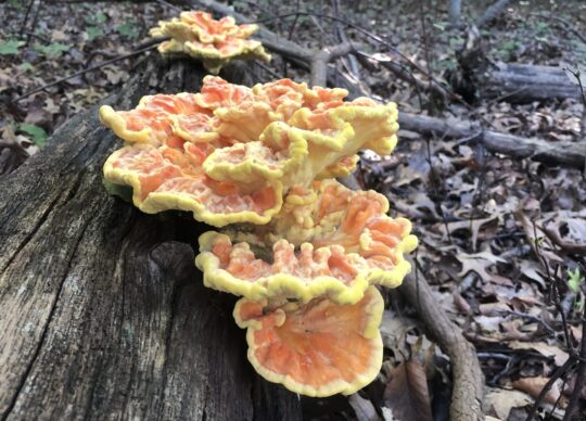 The Fungus Among Us