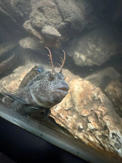Fascinating Fish
