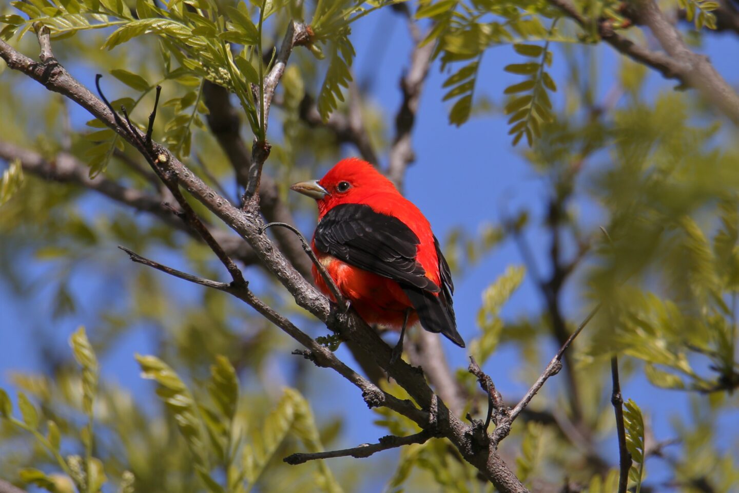 A scarlet tanager perched on a tree branch